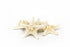 thorny starfish